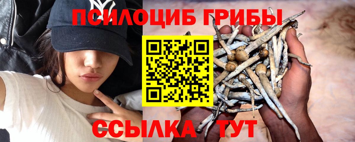 Кизляр  Псилоцибиновые грибы GOLDEN TEACHER  что такое наркотик  Вход с VPN  Галлюциногенные грибы Psilocybine cubensis 
